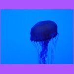 Jelly Fish 2.jpg
